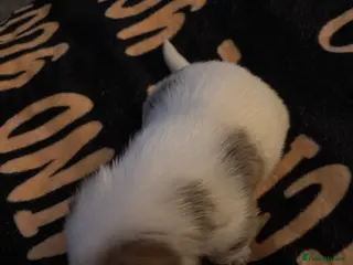 Mixed Breed dogs Maltijack - Advert 3