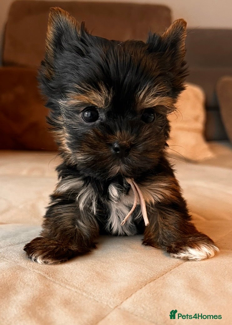 Yorkshire Terrier dogs 🎀 Tiny Little Mini Yorkshire Terrier Girls 🎀 - Advert 16