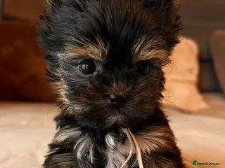 Yorkshire Terrier dogs 🎀 Tiny Little Mini Yorkshire Terrier Girls 🎀 - Advert 16