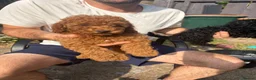 Toy Poodle dogs for sale: extensively health tested Stunning toy poodles  - Advert 2