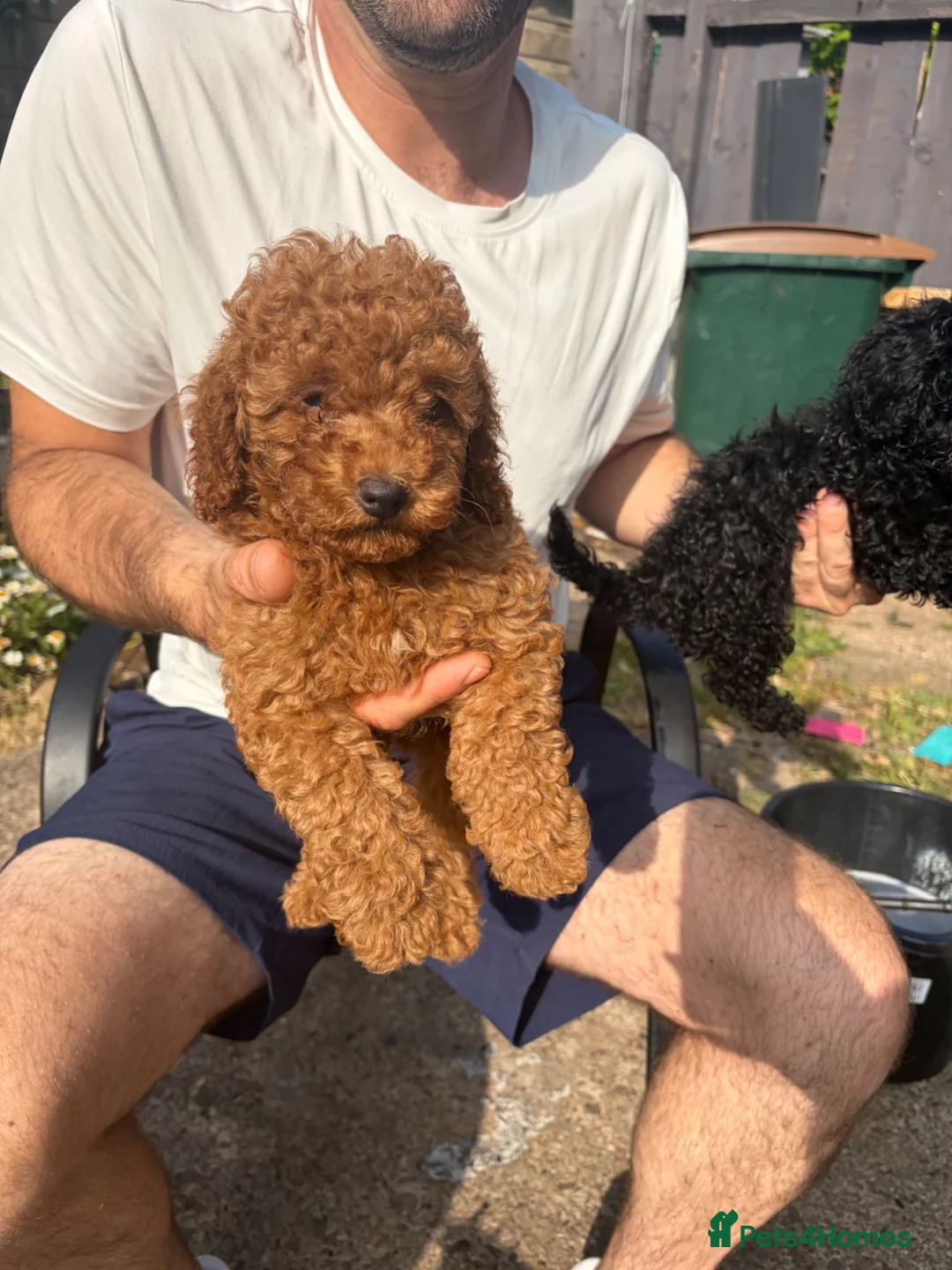 Toy Poodle dogs for sale: extensively health tested Stunning toy poodles  - Advert 2