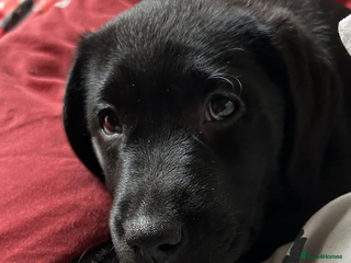 Labrador Retriever dogs One black female - Advert 13