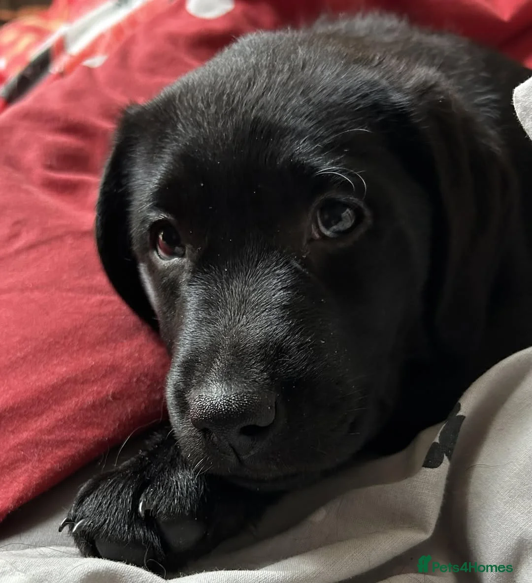 Labrador Retriever dogs for sale: One black female - Advert 1