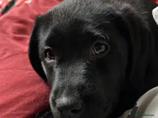 Labrador Retriever dogs One black female - Advert 4