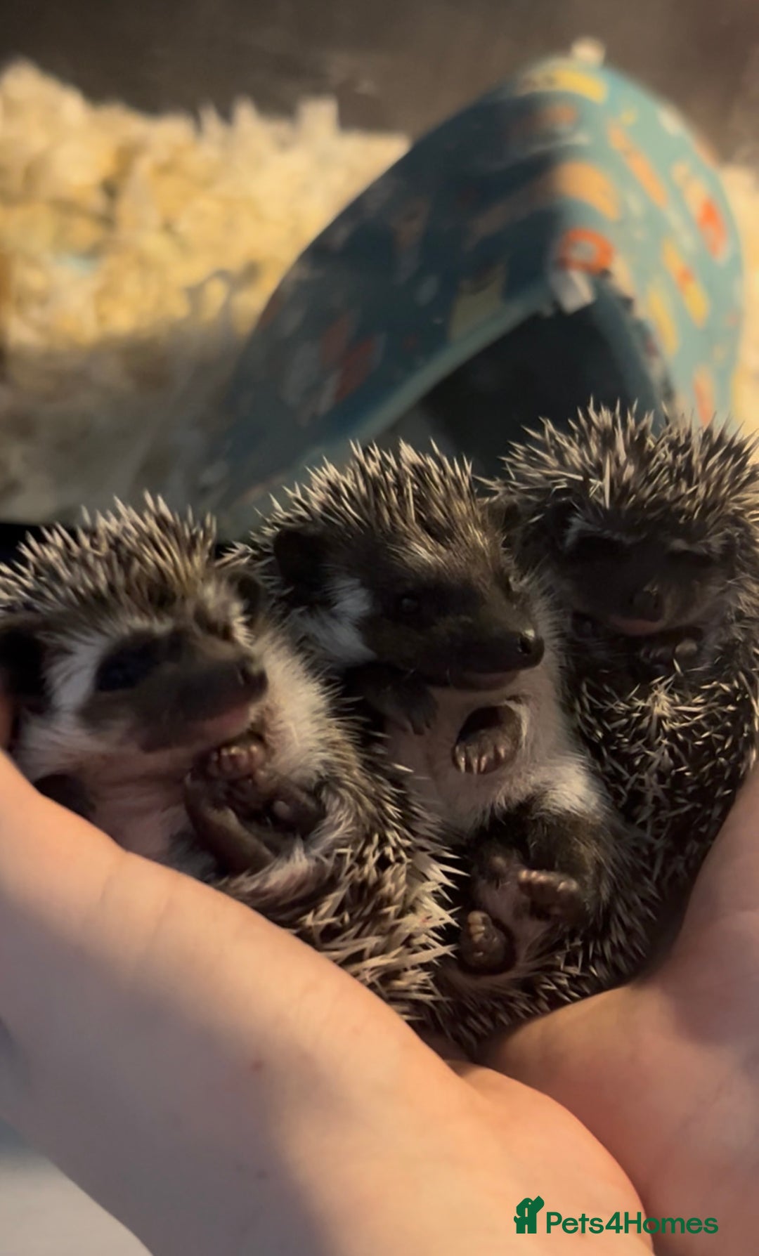 Pygmy Hedgehog rodents for sale: Gorgeous African Pygmy hoglets  - Advert 5