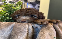 Cockapoo dogs for sale: Miniature Cockapoo Multi Generation  in Darwen - Image 28