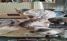 Bengal cats for sale: Bengal cross kittens - Image 1