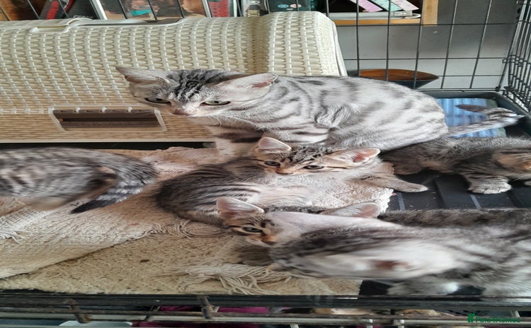 Bengal cats - Advert 1