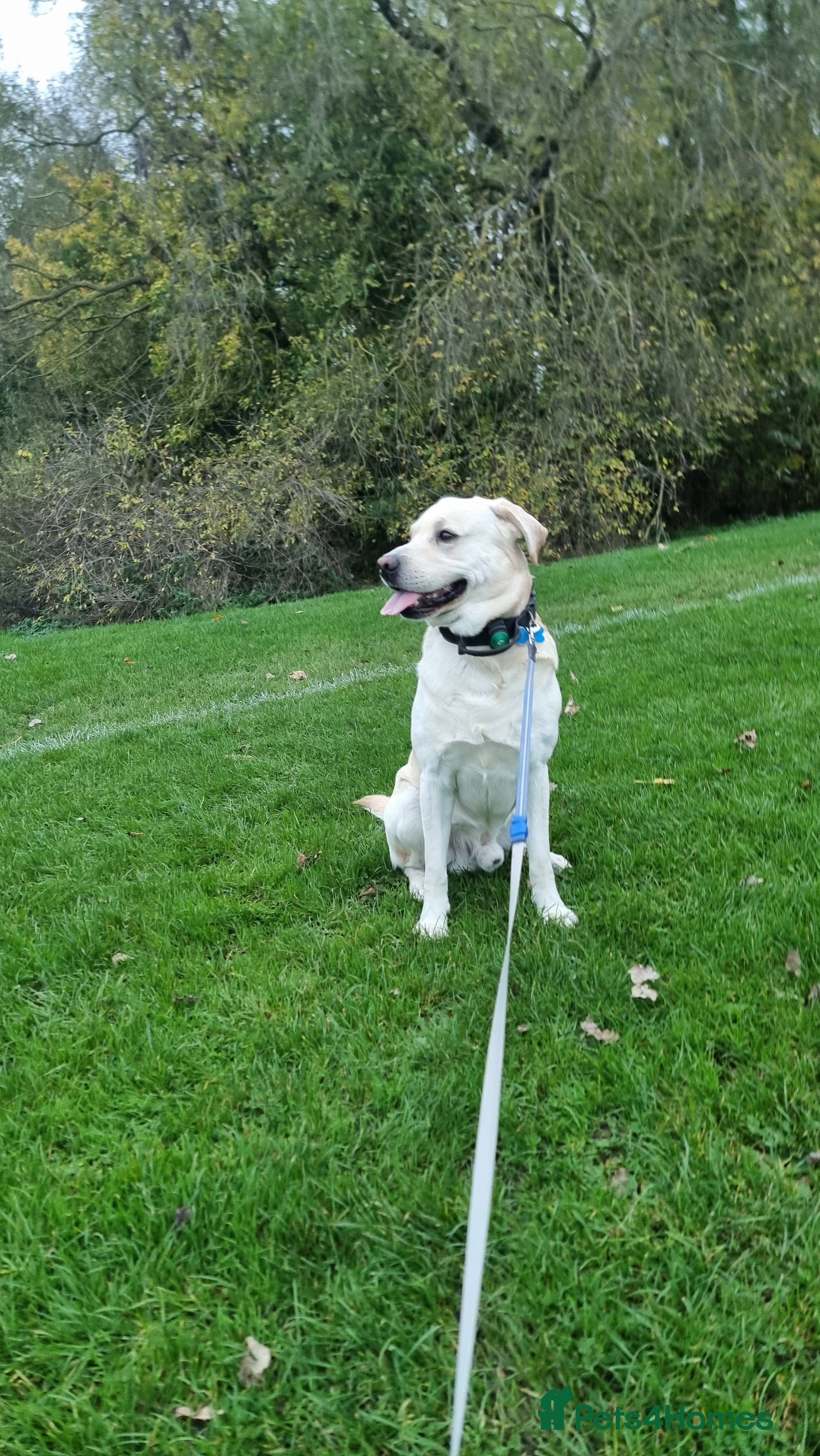 Labrador Retriever dogs Rocky in Kettering - Advert 14