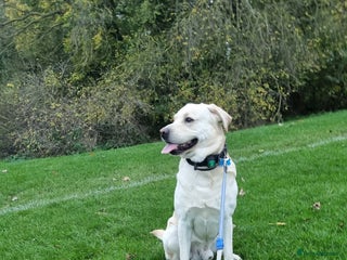 Labrador Retriever dogs in Kettering - Advert 39