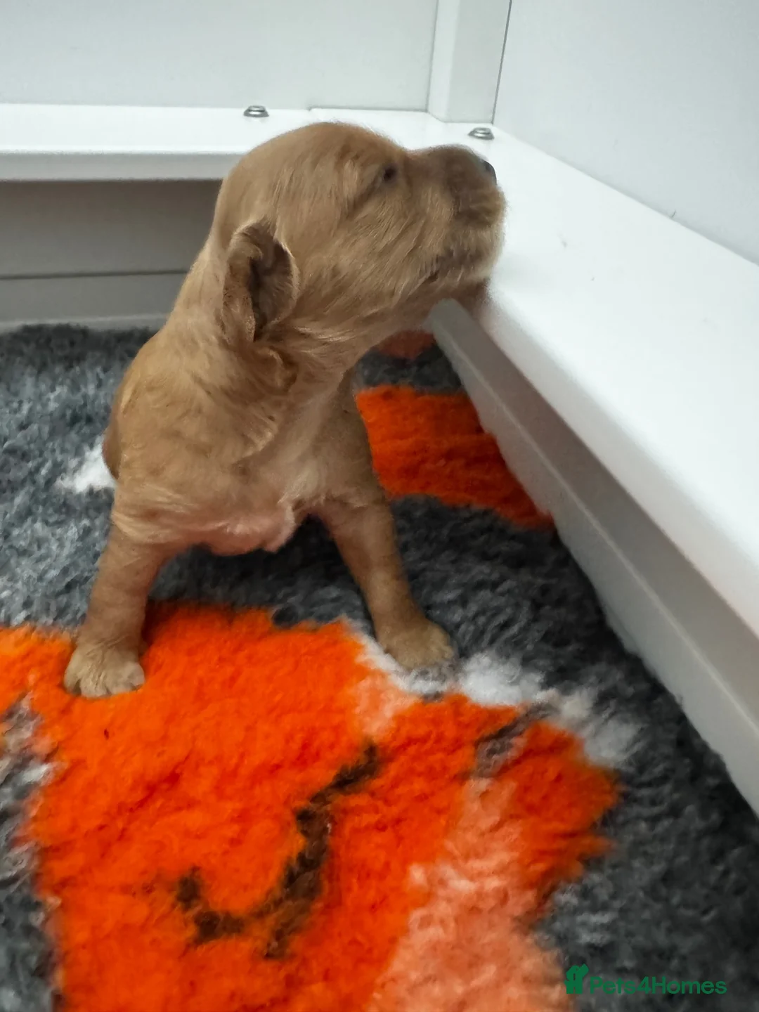 Mixed Breed dogs for sale: Two Beautiful Double Doodle Puppies – Boy & Girl - Advert 10
