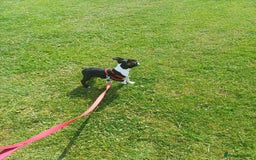 Boston Terrier dogs for sale: Stunning healthy puppies - Image 9