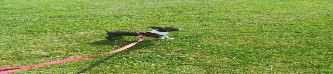 Boston Terrier Puppy 6