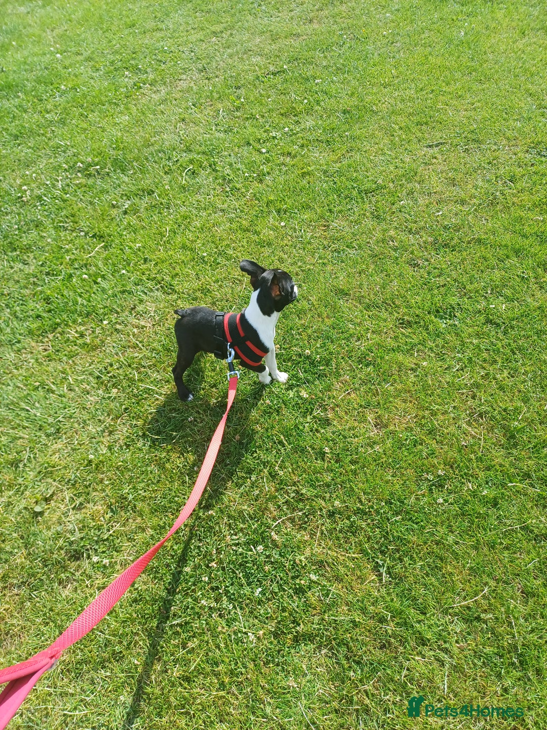 Boston Terrier dogs for sale: Stunning healthy puppies - Image 9