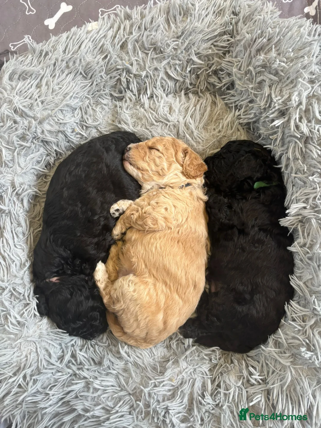 Cavapoo dogs for sale: 3 beautiful Cavapoo F1b available  in Market Drayton - Advert 1
