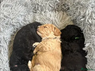 Cavapoo dogs 3 beautiful Cavapoo F1b available - Advert 1