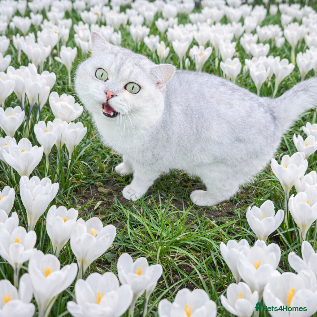 British Shorthair cats GCCF BSH (NS12) for stud  - Advert 4