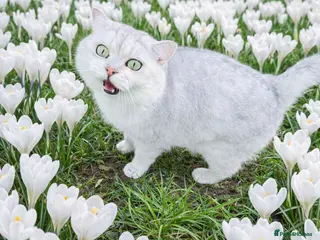 British Shorthair cats GCCF BSH (NS12) for stud - Advert 4