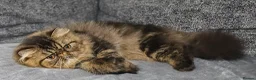 Persian cats for sale: CH Teddy Persian - Amazing cat - Advert 8
