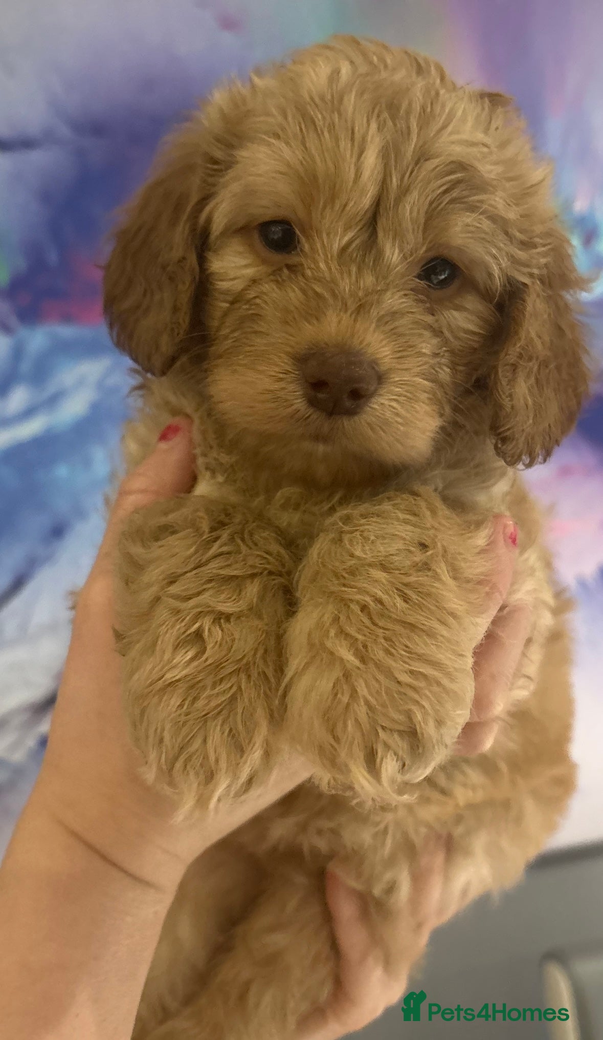 Cockapoo dogs 2 female cockapoo puppies 6 weeks - Advert 1