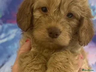 Cockapoo dogs 2 female cockapoo puppies 6 weeks - Advert 1