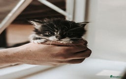 Mixed Breed cats for sale: Fluffy kittens for sale - Image 6