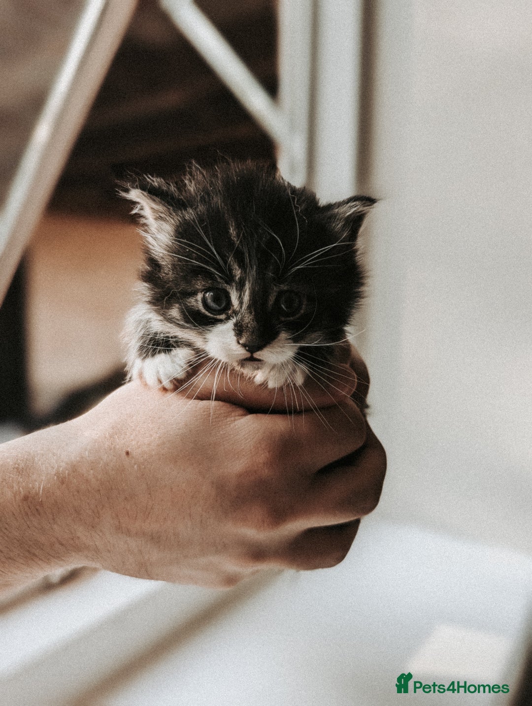Mixed Breed cats for sale: Fluffy kittens for sale - Image 6