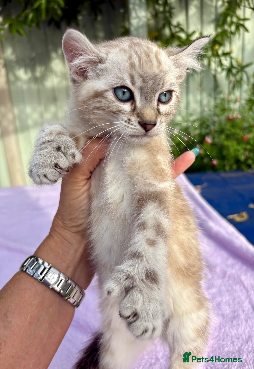 Keetso cats for sale: Polydactyl slight curl eared snow leopard boy  - Advert 1