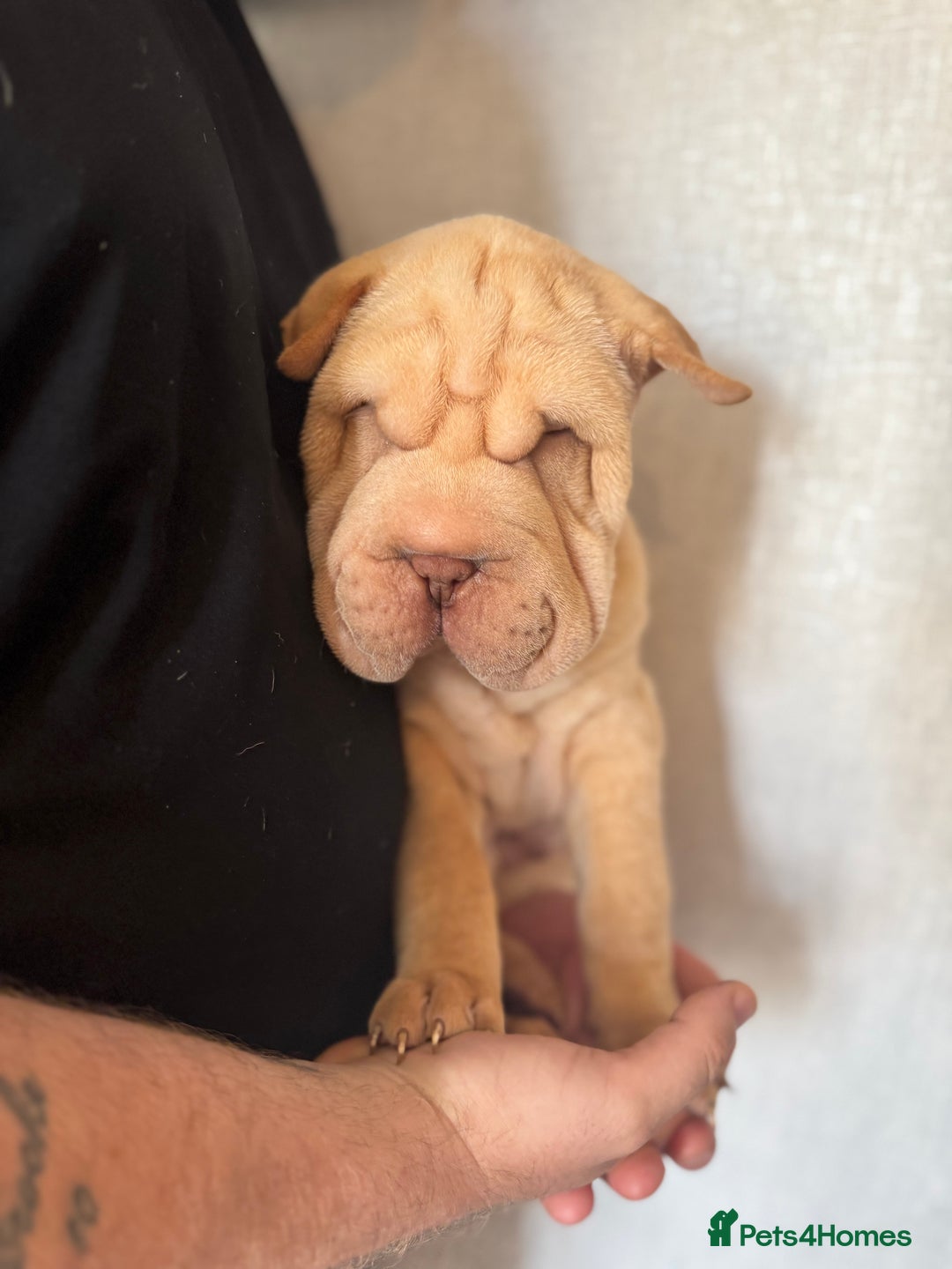 Shar Pei dogs for sale: 2 boys left full shar pei - Image 12