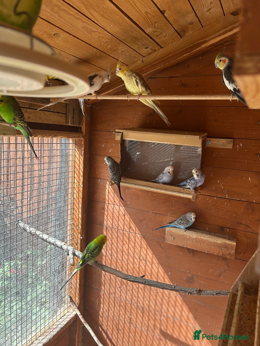 Budgerigars birds for sale: Budgiesfor sale - Image 6