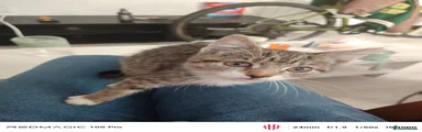 European Kitten 1