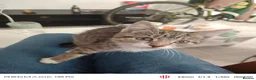European cats for sale: 3-month-old kitten - Advert 3