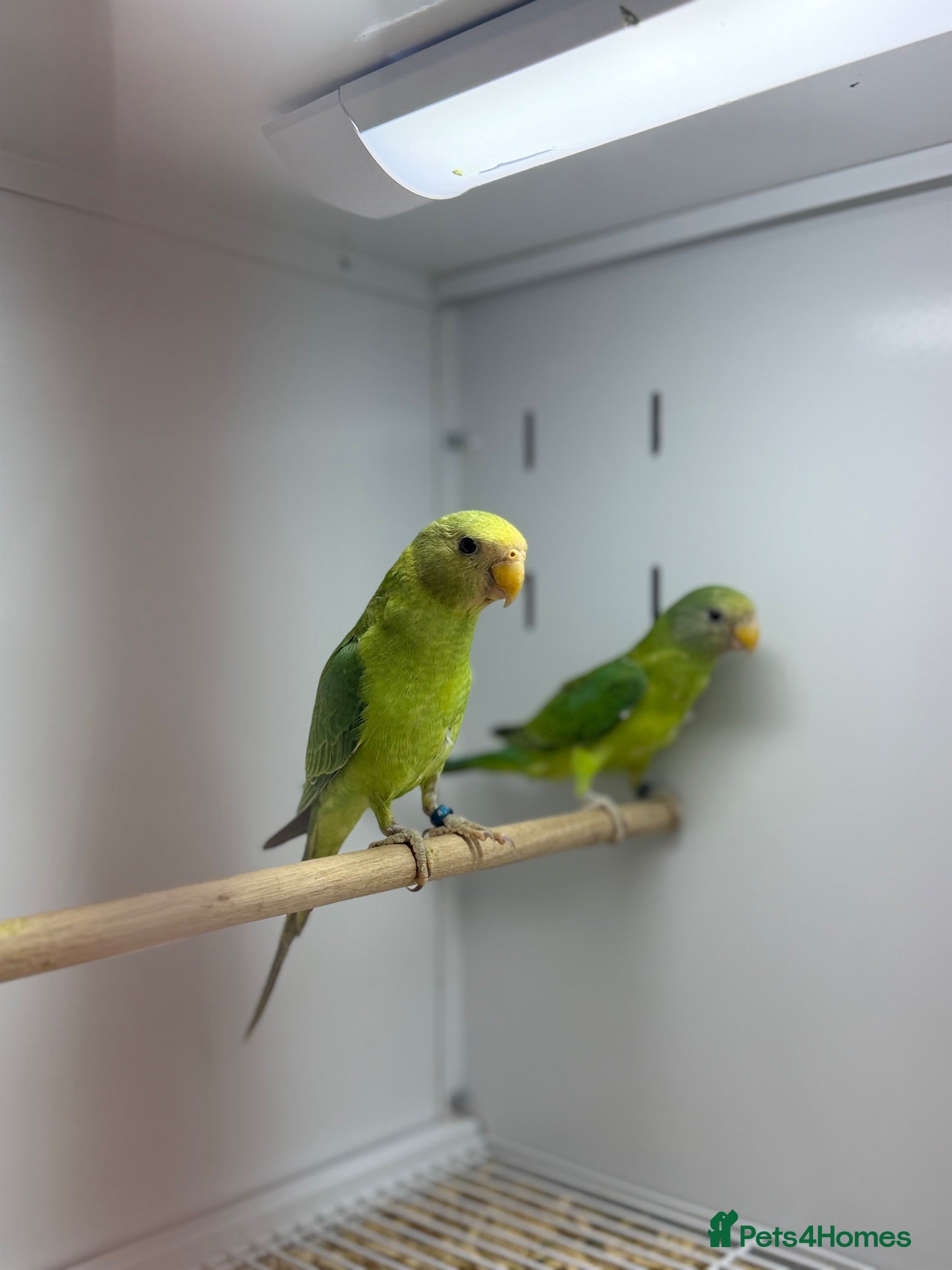 Parakeets birds Baby plum headed  - Advert 18