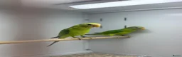 Parakeets birds for sale: Baby plum headed  - Advert 1