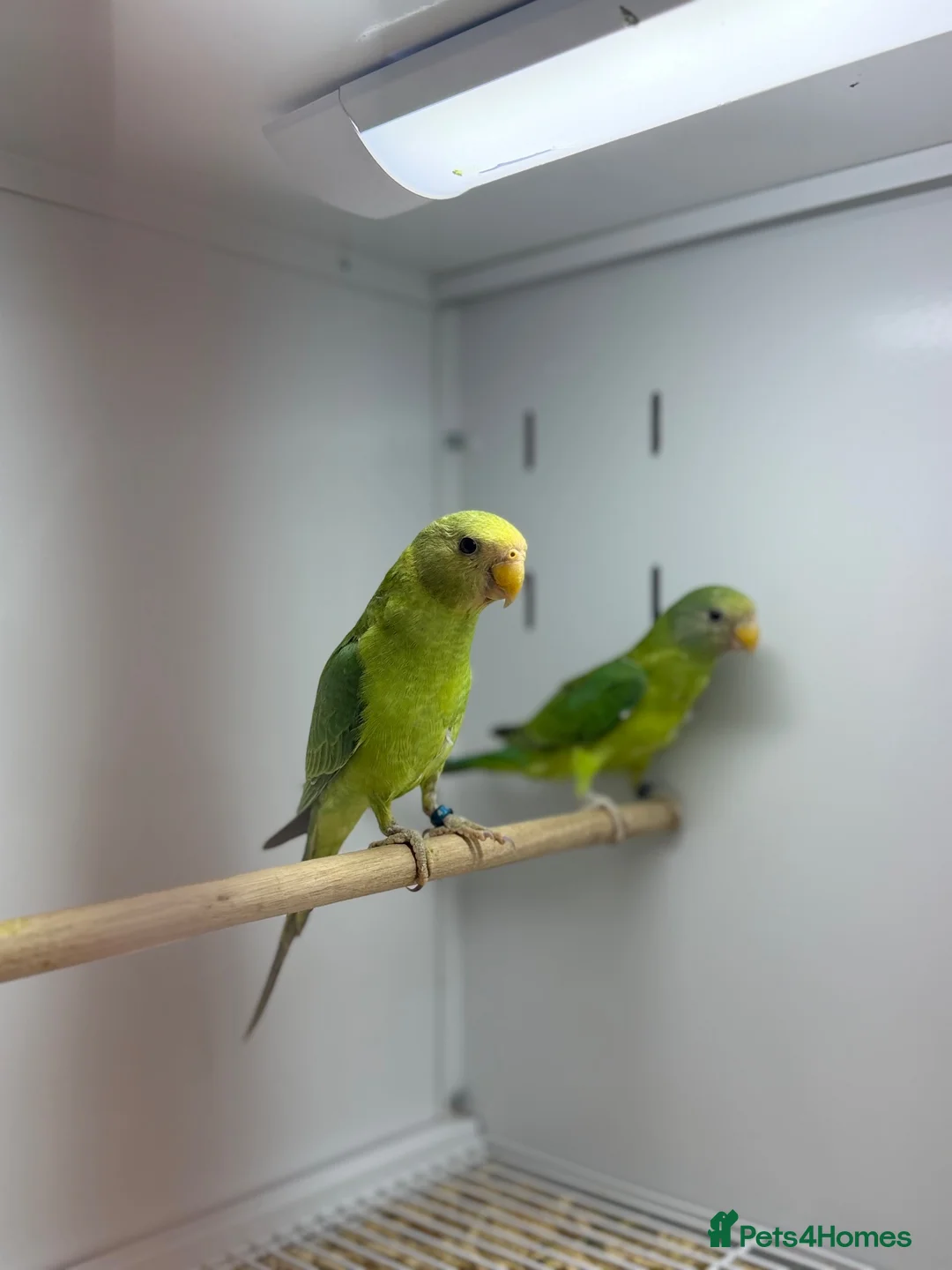 Parakeets birds for sale: Baby plum headed  - Advert 1