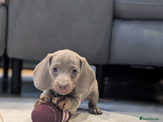 Miniature Dachshund dogs Adorable little of miniature daschunds - Advert 4