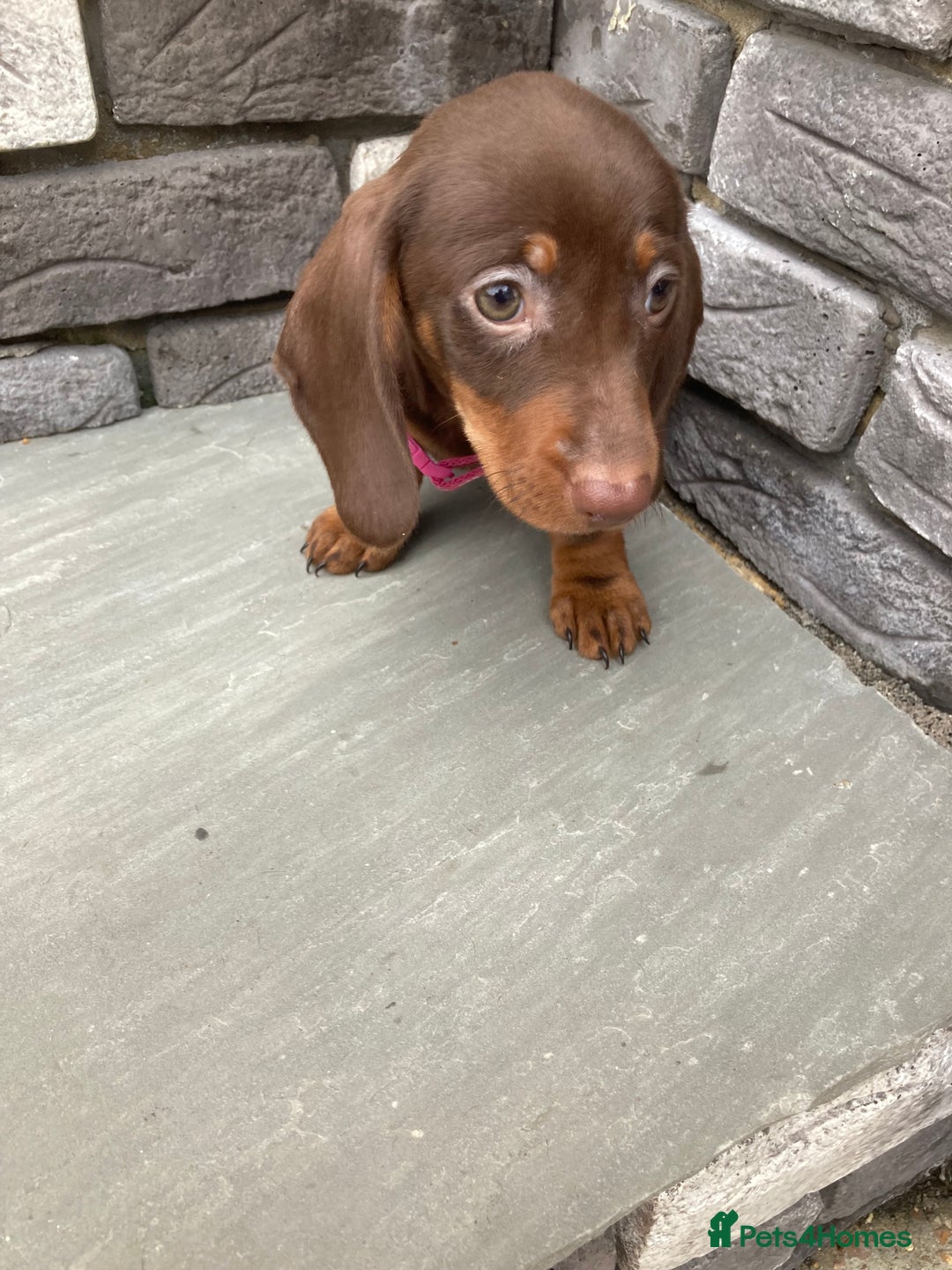 Dachshund dogs for sale: Full bread miniature dachshund  - Image 6
