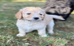Labradoodle dogs for sale: F1B Labradoodles: available from Aug 2nd. in Uxbridge - Image 2
