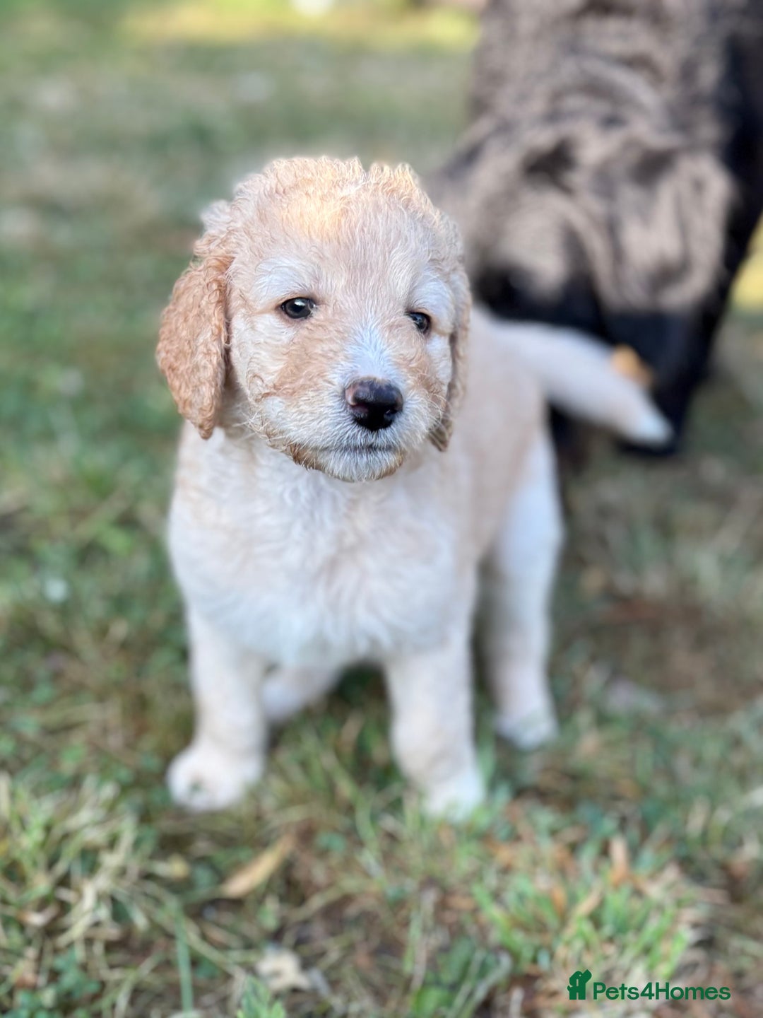 Labradoodle dogs for sale: F1B Labradoodles: available from Aug 2nd. in Uxbridge - Image 2