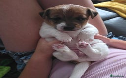 Jack Russell dogs for sale: Jack Russel puppies - Image 12