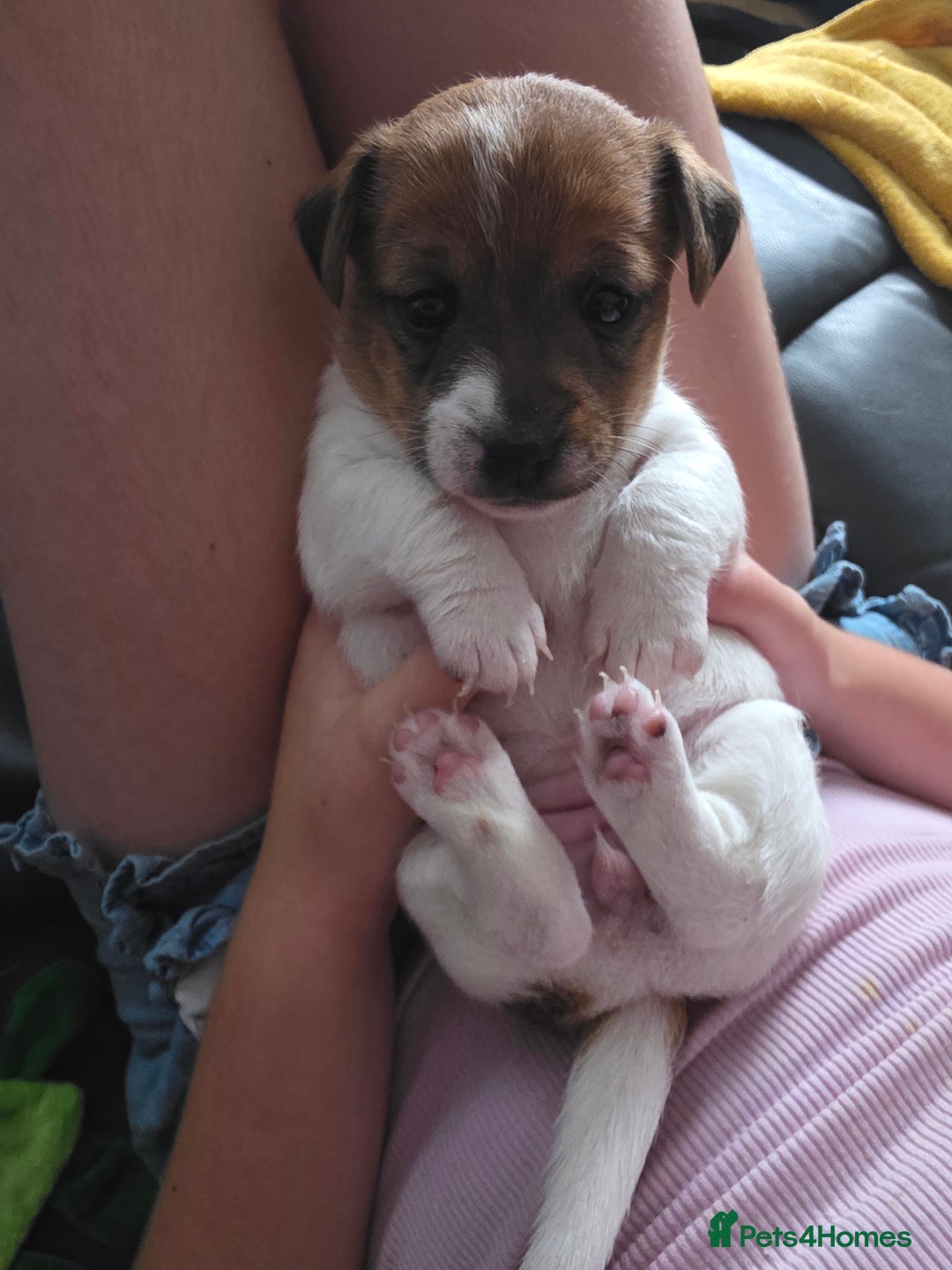 Jack Russell dogs for sale: Jack Russel puppies - Image 12