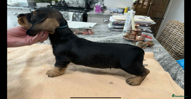 Dachshund dogs Dual Purpose Standard Wirehaired Dachshund(Teckel) - Advert 6