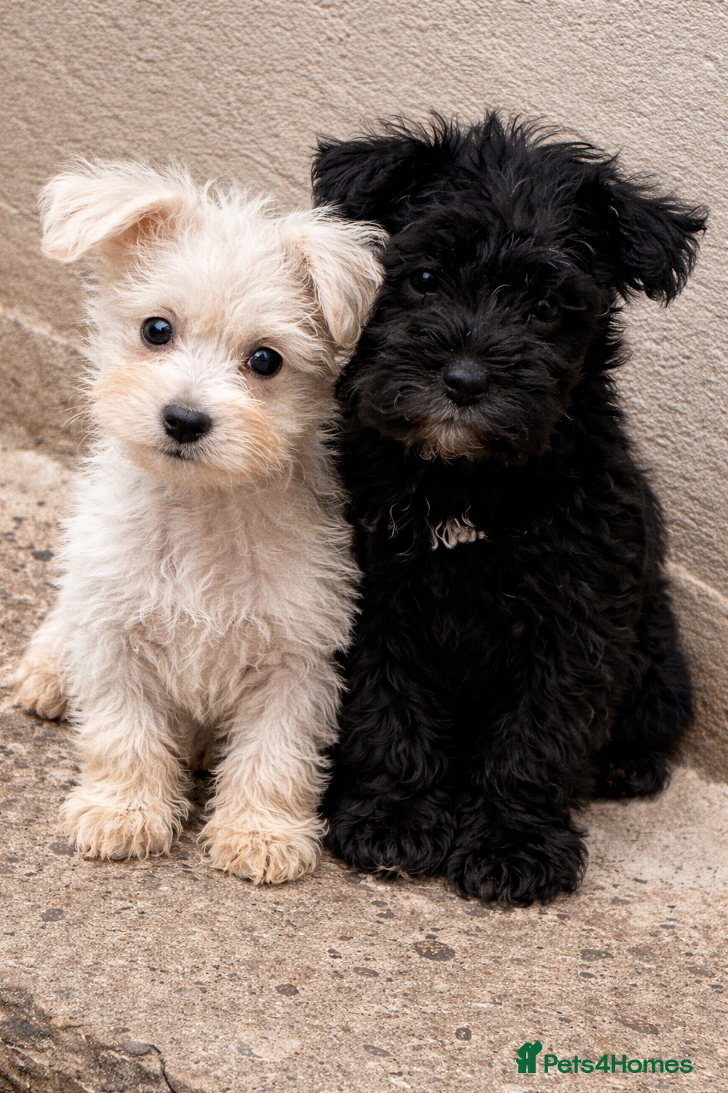 Miniature Schnauzer dogs Tiny Miniature schnauzer pups kc - Advert 1