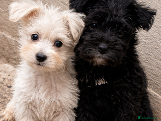 Miniature Schnauzer dogs Tiny Miniature schnauzer pups kc - Advert 1