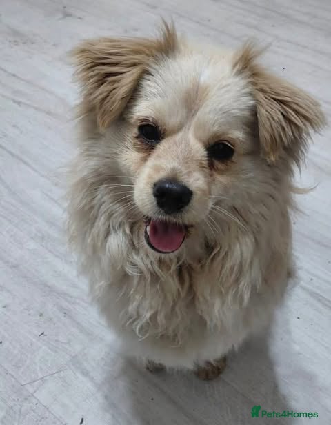 Mixed Breed dogs Albie - Advert 2