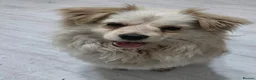 Mixed Breed dogs for adoption: Albie in Nottingham - Advert 1