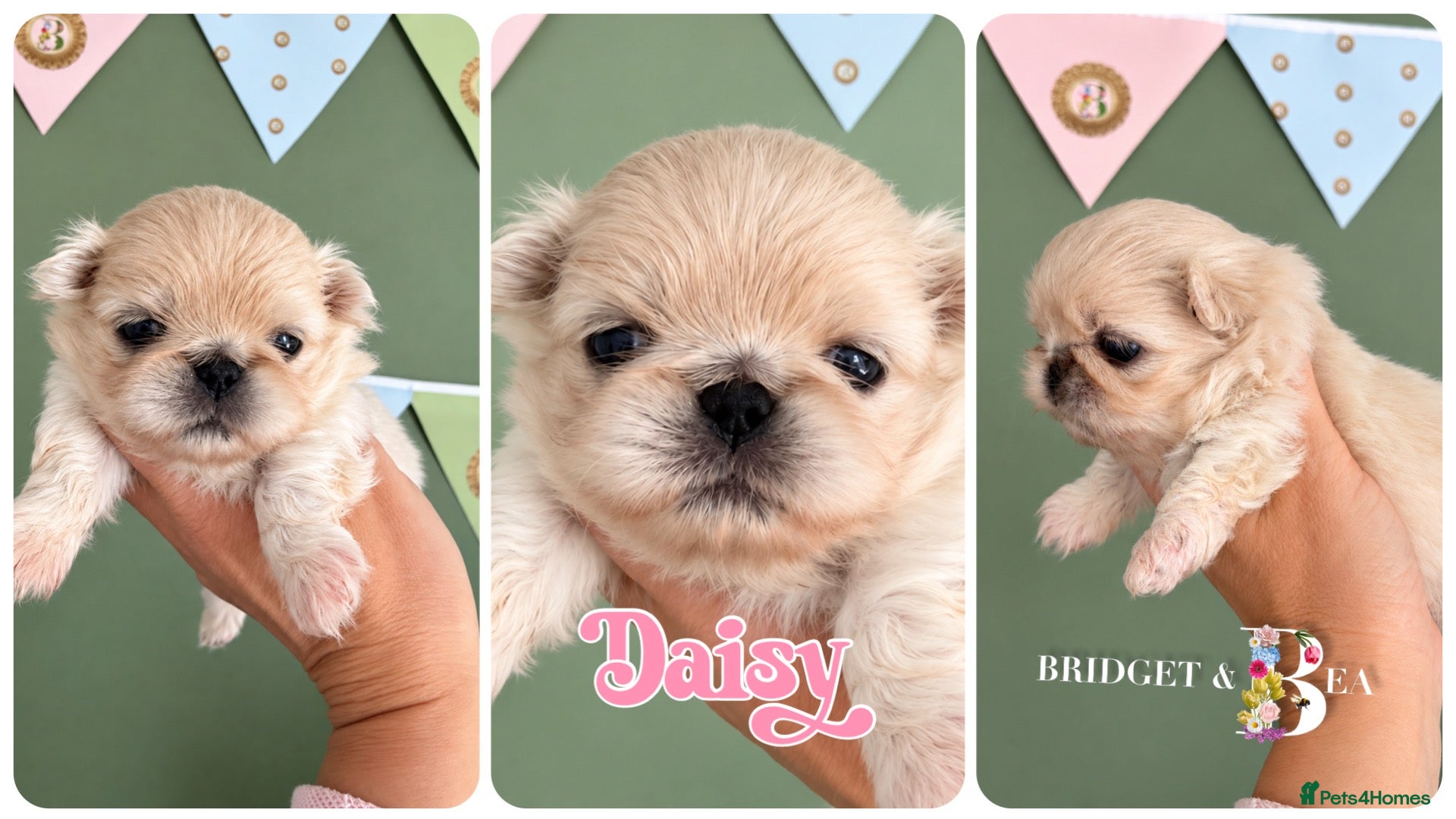 Pekingese dogs Cream girl kc licensed breeder health tested  - Advert 10