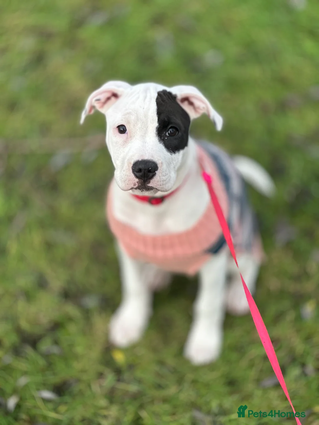 American Bull Staffy dogs for sale: American staff puppy  - Advert 1