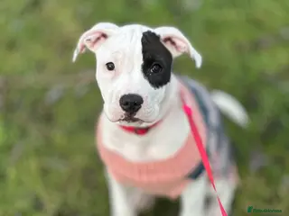 American Bull Staffy dogs American staff puppy - Advert 2