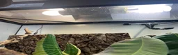 Frog reptiles for sale: Whites Tree Frog With Full Bioactive Vivarium in Clacton-on-Sea - Advert 6
